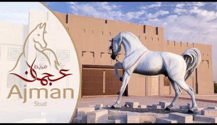 Ajman Stud Timelapse / Hyperlapse