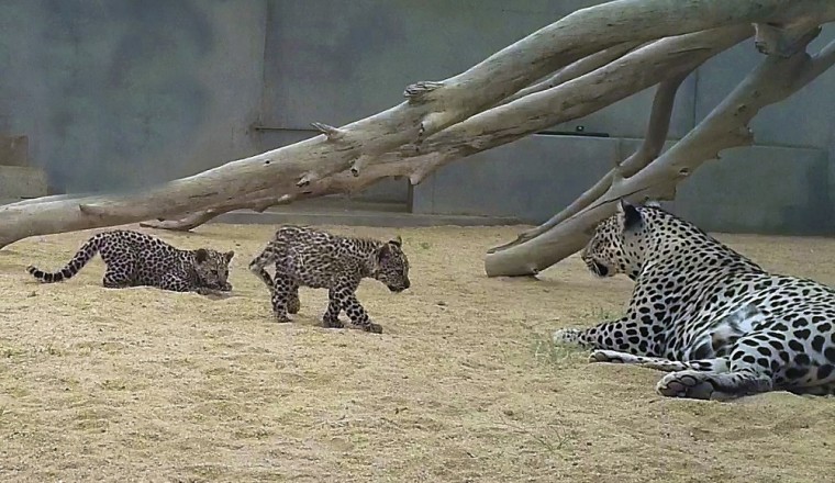 Saudi Arabia’s Royal Commission for AlUla Announces Birth of Two Arabian Leopard Cubs in Significant Boost to Critically Endangered Subspecies