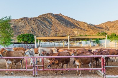 UAE’s Rumailah Farms Offers Public Behind-the-Scenes Look at Expansive Dairy Facility