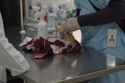 Dog Microchipping