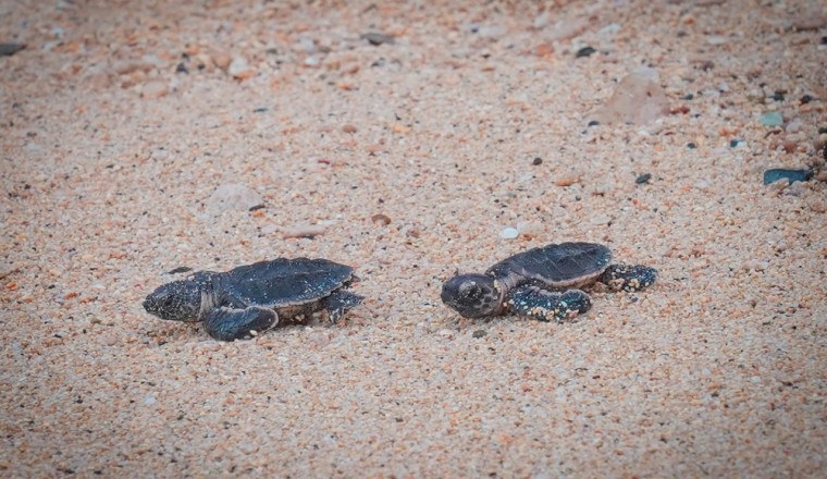 جزيرة صير بونعير التابعة لإمارة الشارقة الملاذ الآمن لنوادر الكائنات الحية