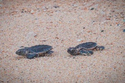 جزيرة صير بونعير التابعة لإمارة الشارقة الملاذ الآمن لنوادر الكائنات الحية