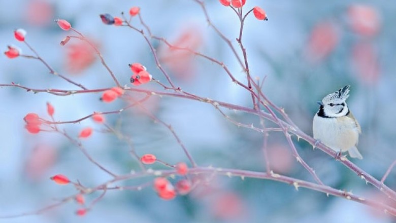 85 Funny January Quotes for a Happy and Hilarious Winter Month