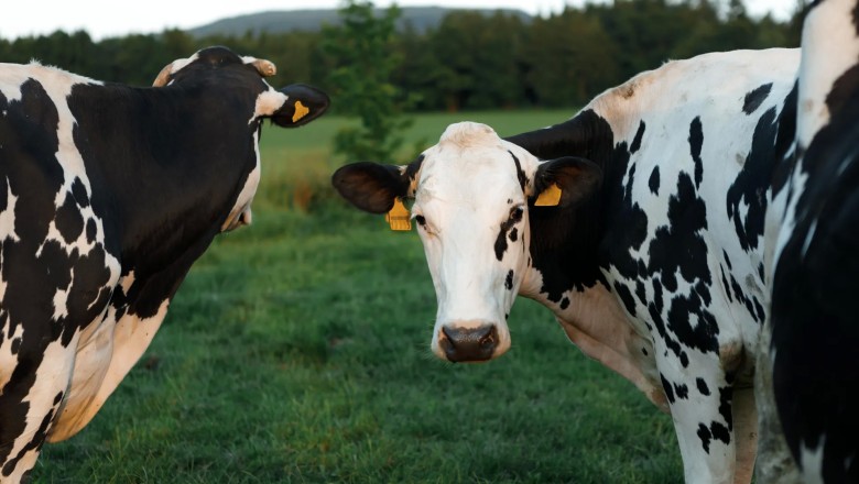 A once-in-a-generation discovery is transforming dairy farming