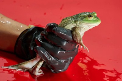 How the frog meat trade helped spread a deadly fungus worldwide